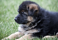 If you are looking for Long Goat German Shepherds For Sale, contact Majic Forest